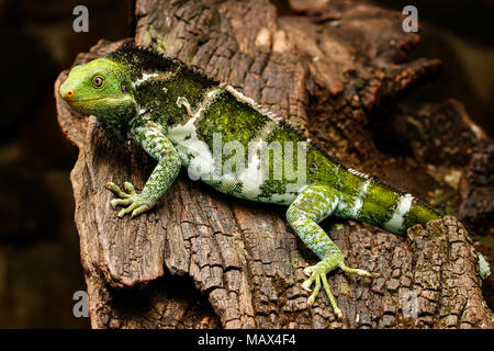 Fijian crested iguana (Brachylophus vitiensis) on Viti Levu Island, Fiji. It is critically endangered species of iguana found on some Fijian islands. Stock Photo