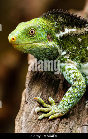 Portrait of Fijian crested iguana (Brachylophus vitiensis) on Viti Levu Island, Fiji. It is critically endangered species of iguana found on some Fiji Stock Photo