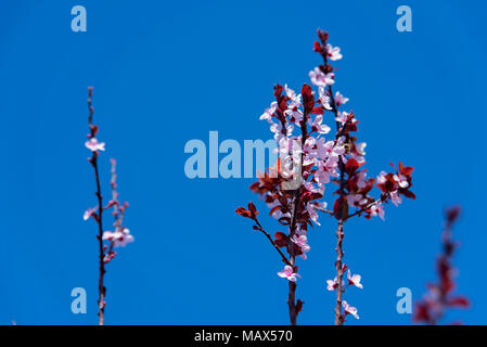 flowering plum tree in blossom during spring Stock Photo