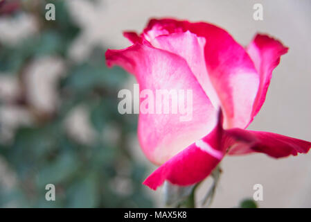 pink and white rose blooming Stock Photo