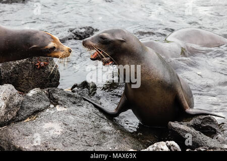 Male sea lions disputing territory in the Galapagos Islands, Ecuador Stock Photo