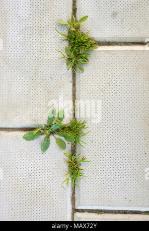 Grass grows through cracks in sidewalk Stock Photo