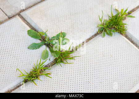 Grass grows through cracks in the pavement Stock Photo