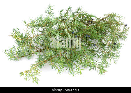Juniper twig and berries on a white background Stock Photo