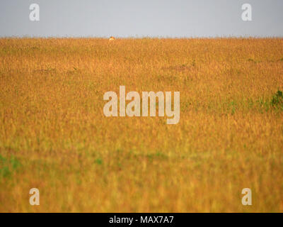 hunting Lioness (Panthera leo) lies down for concealment in long grass on horizon in Maasai Mara Conservancies, Kenya, Africa Stock Photo