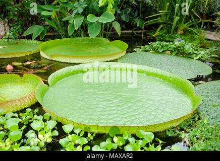 Floating curvy leaves of Victoria cruziana (Santa Cruz water lily, water platter, yrupe, Victoria argentina)  tropical flowering plant in a pool of bo Stock Photo