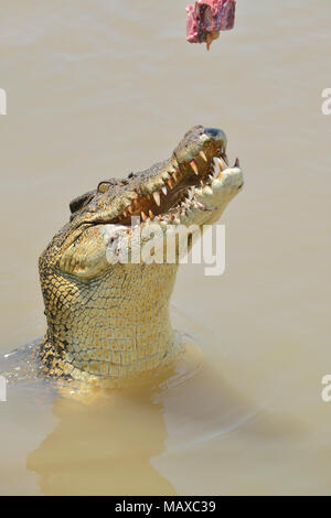 Crocodile jumping for buffalo meat taken while on a Jumping Crocodile Cruise, Adelaide River, Nr. Darwin, Top End, Northern Territory, Australia Stock Photo