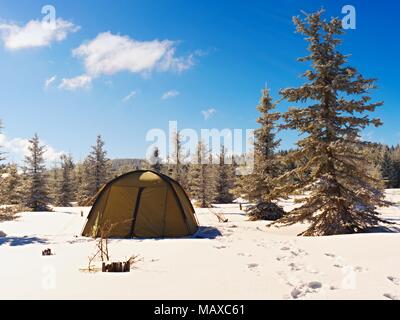 Camping during winter hiking in mountains. Green touristic tent under spruces. Stock Photo