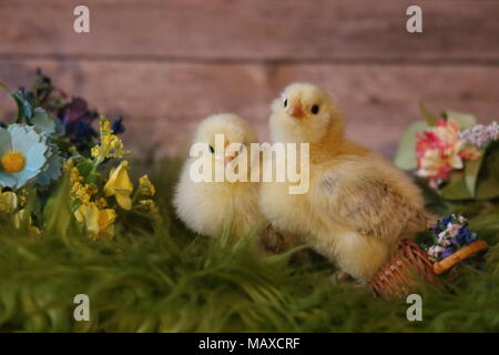 baby chickens in hats