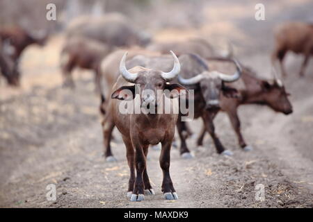 Buffalo herd in South Luangwa, Zambia Stock Photo