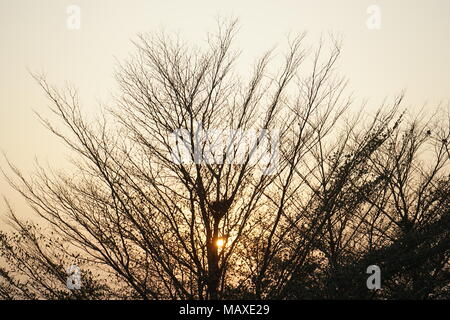 Tree without leaves during winter with sun in background Stock Photo