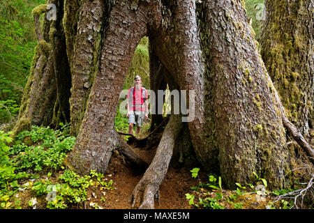 WA15005-00...WASHINGTON - Hiker inspecting a large tree that got its start on a nurse log and now has an open space at the bottom in the Hoh Rain Fore Stock Photo