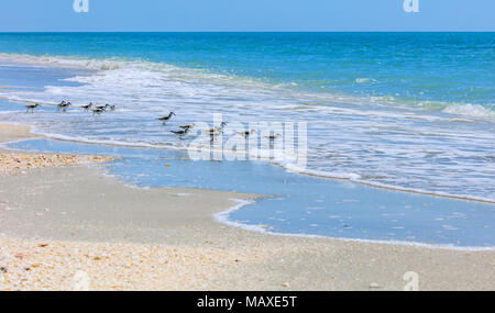 Birds, willets, on the beach of Sanibel Island, Florida, USA Stock Photo