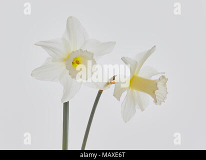 Close up of two Narcissus, (white Daffodil) one forward facing and one from the side against a white background Stock Photo