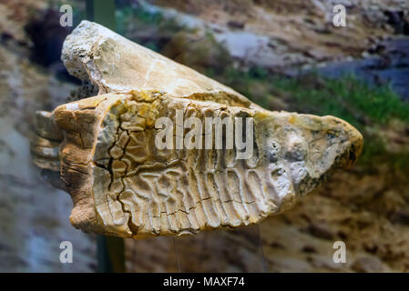 Steppe mammoth teeth in museum Stock Photo