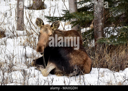 An adult moose rests in a snowy Alaska forest. Stock Photo