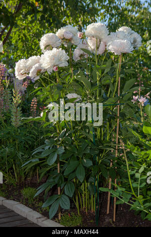 'Festiva Maxima' Common garden peony, Luktpion (Paeonia lactiflora) Stock Photo