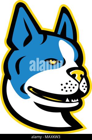 Mascot icon illustration of head of a Boston Terrier, Boston Bull,Boston Bull Terrier, Boxwood or American Gentlemen, a breed of dog originating in Un Stock Vector