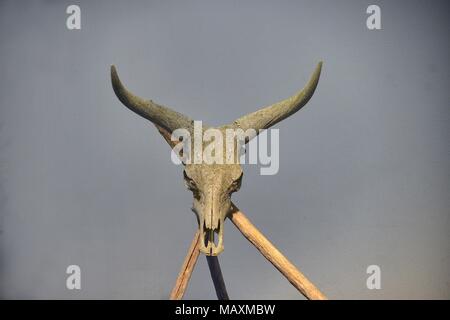 Longhorn skull on gray background Stock Photo
