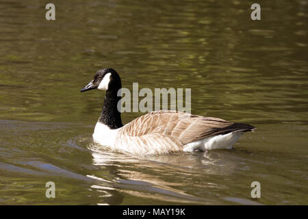 Merthyr Tydfil, South Wales, UK.  5 April 2018.  UK weather:  A Goose swims in Cyfarthfa Lake this morning during the warm sunshine. Credit: Andrew Bartlett/Alamy Live News Stock Photo