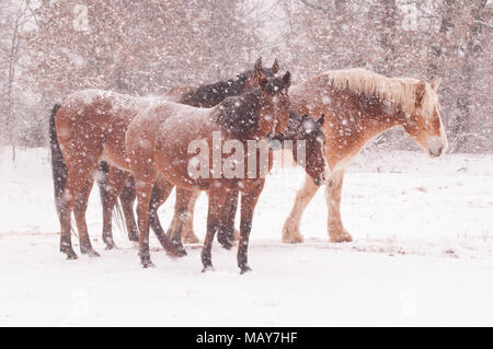 Herd of horses in a blizzard Stock Photo