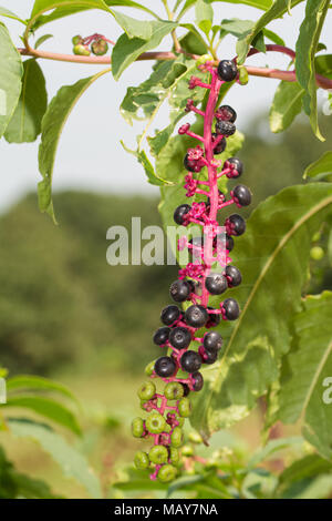 Cluster of ripening berries on a Pokeweed plant Stock Photo