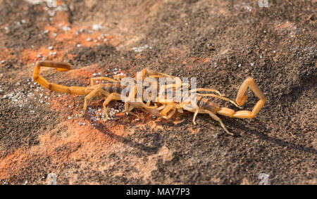 Two Striped Bark Scorpions engaged in promenade a deux, a mating dance, with male holding the female by the pincers Stock Photo