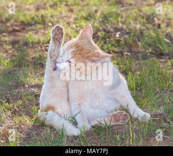 Rough looking white and ginger stray cat washing hos hind leg, backlit by spring evening sun Stock Photo
