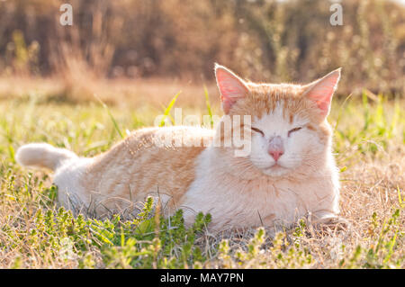 Rough looking ginger and white stray tomcat in spring grass, backlit by late afternoon sun Stock Photo