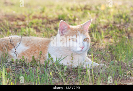 White and ginger tomcat lying in spring grass, looking to the right of the viewer, backlit by evening sun Stock Photo