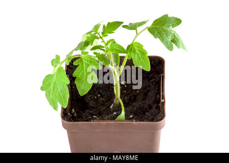 young tomato plants being grown indoors in pots for planting in garden Stock Photo