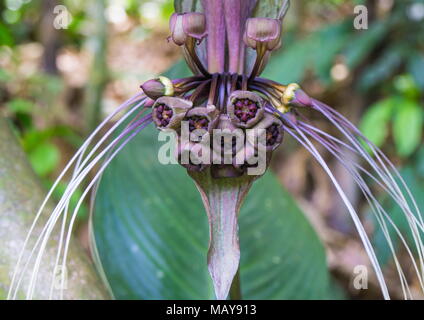 Close-up of the white bat lily, Tacca integrifolia, growing in a tropical jungle. Stock Photo