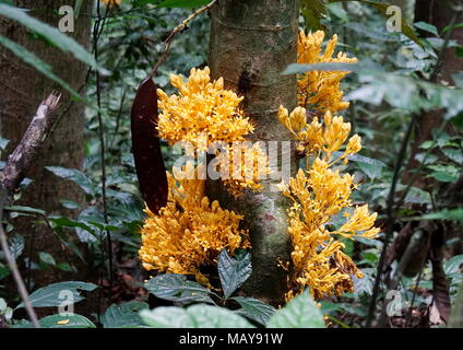 Bunches of yellow saraca, saraca thaipingensis, and its seed growing in a tropical jungle during its flowering season. Stock Photo