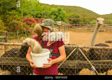 Tourist man feeds hungry ostriches in Oudtshoorn, Western Cape, South Africa. Fun tourist activity to do in the largest city in Little Karoo known for the numerous ostrich farms. Stock Photo