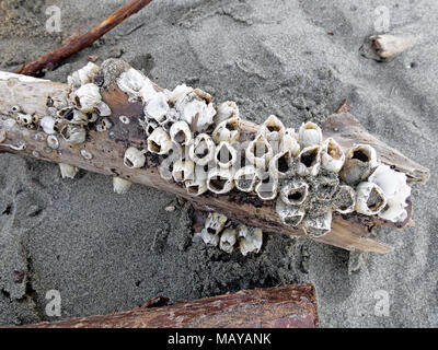 Barnacles on driftwood. Closeup. Stock Photo
