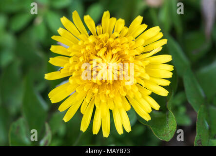 Closeup top down view of a single Dandelion (Taraxacum) growing in early spring in the UK. Stock Photo