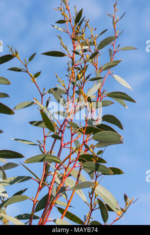 Leaves and red stems from a Gum Tree (Eucalyptus Tree) in early Spring in the UK. Stock Photo