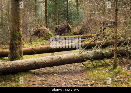 damaged and fallen trees as a result of severe weather with high winds at Black Covert Wood West Wales in early 2018 Stock Photo
