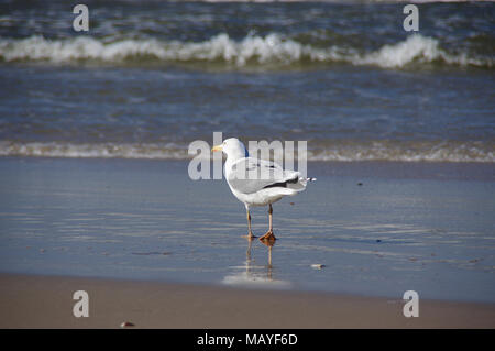 A young seagull walking on beach with sea waves in background Stock Photo