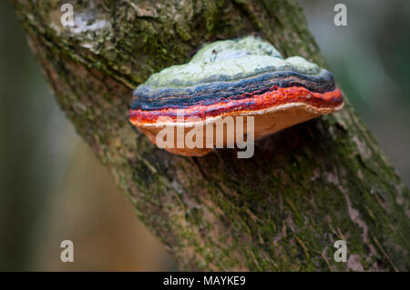 Colorful red green and orange bracket fungus (polypore) on tree trunk Stock Photo