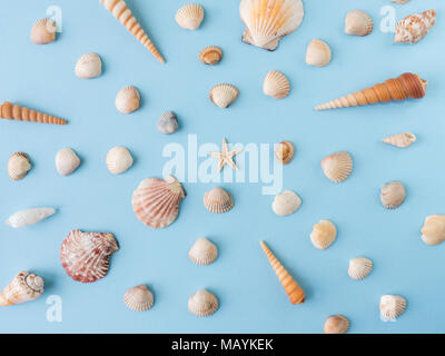 Many different sea shells on a blue background Stock Photo