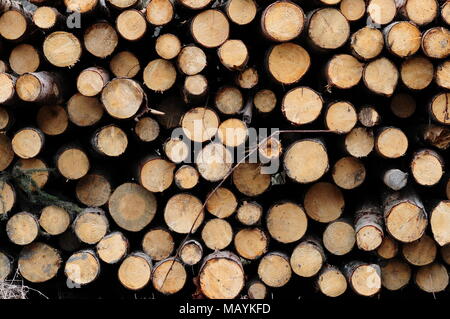 Cut and stacked tree trunks ready for shipment in the forest. Stock Photo