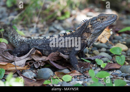 Black Spiny-tailed Iguana (Ctenosaura similis) on forest floor Stock Photo