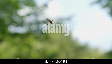 Fluffy fly fishing hook caught in the air Stock Photo