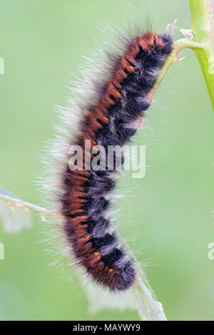 Caterpillar of fox moth (Macrothylacia rubi) on blade, Burgenland, Austria Stock Photo