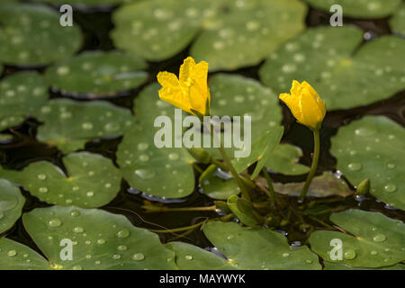 Water fringe (Nymphoides peltata) in water, Burgenland, Austria Stock Photo