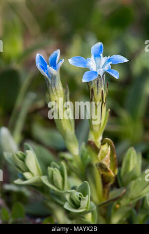 Snow Gentian (Gentiana nivalis), blossoms, Hohe Tauern National Park, Carinthia, Austria Stock Photo