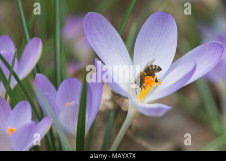 Early crocus (Crocus tommasinianus) with honey bee (Apis mellifera), Emsland, Lower Saxony, Germany Stock Photo