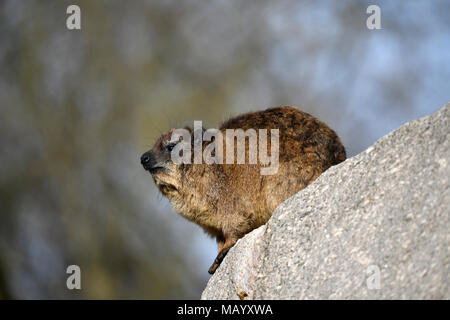 Cape hyrax (Procavia capensis) on rock, captive Stock Photo