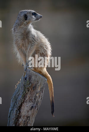 Meerkat (Suricata suricatta) on the lookout, captive Stock Photo